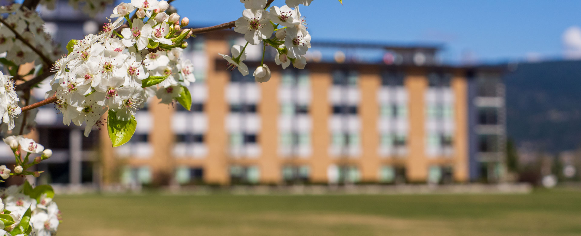 White flower blossoms in front of UBC Okanagan's Purcell building.