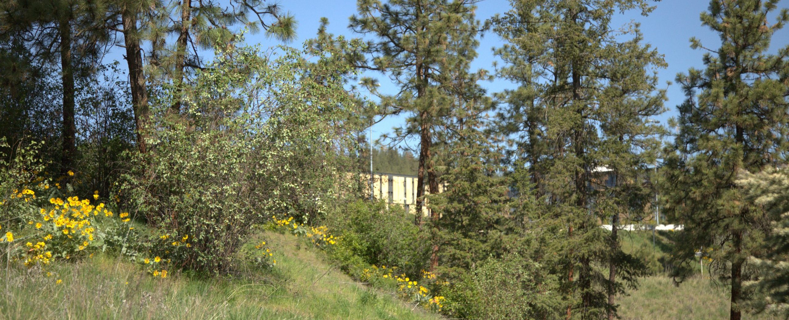 View from field, with Arrowleaf Balsamroot flowers, looking at Skeena residence 