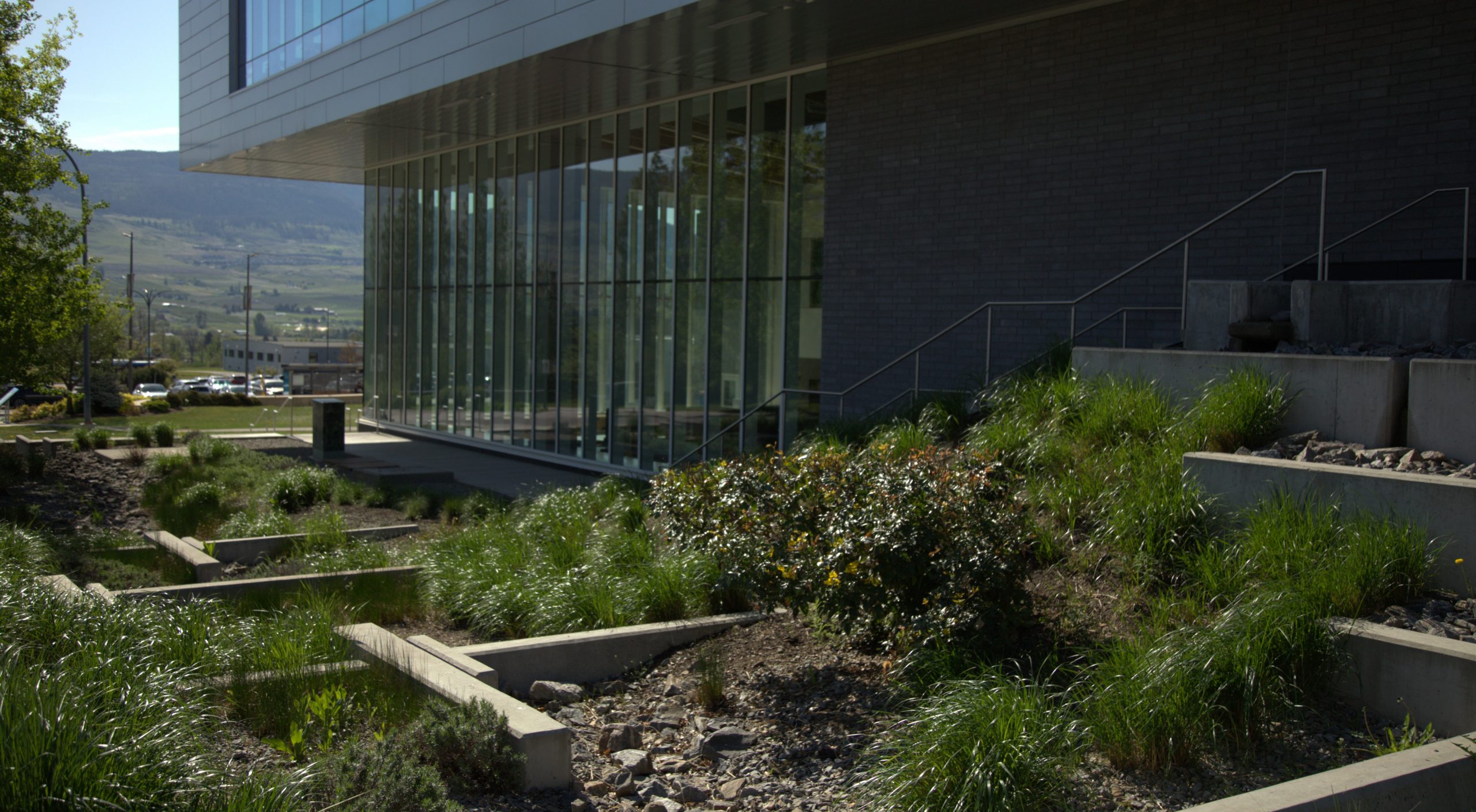 UBCO Commons rain garden looking out to the Transit Exchange