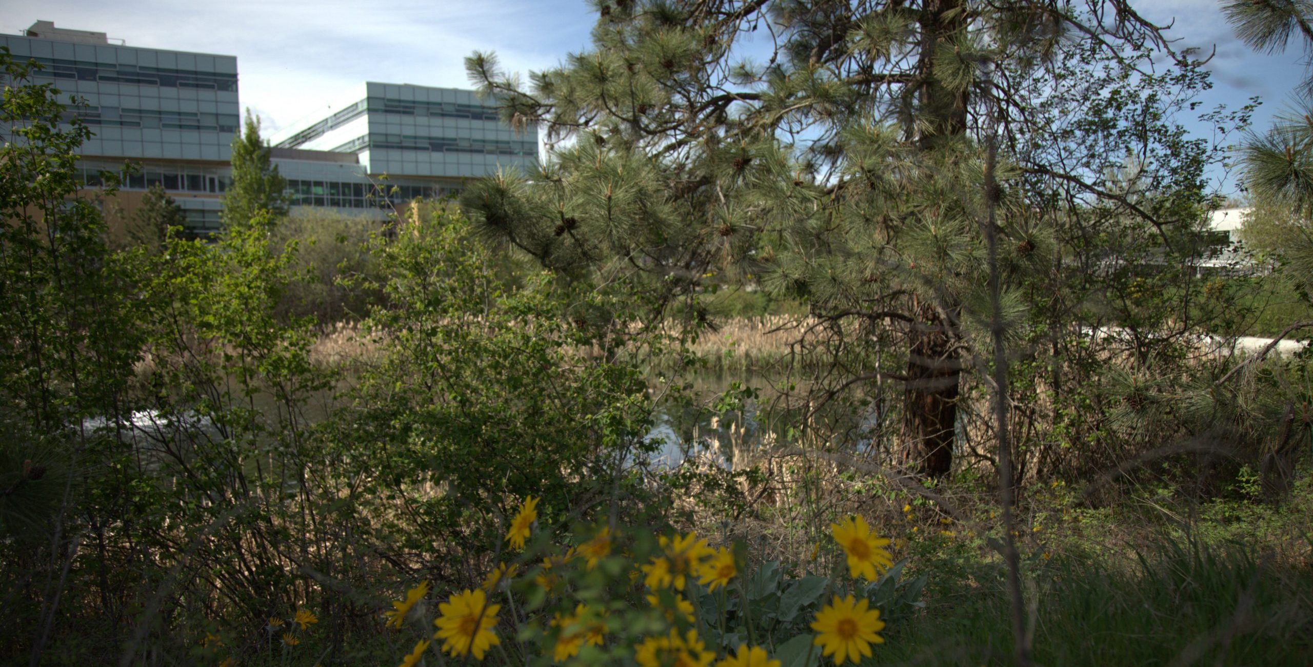 Looking at the UBCO Pond and the back of EME, with Arrowleaf Balsamroot flowers growing in the foreground