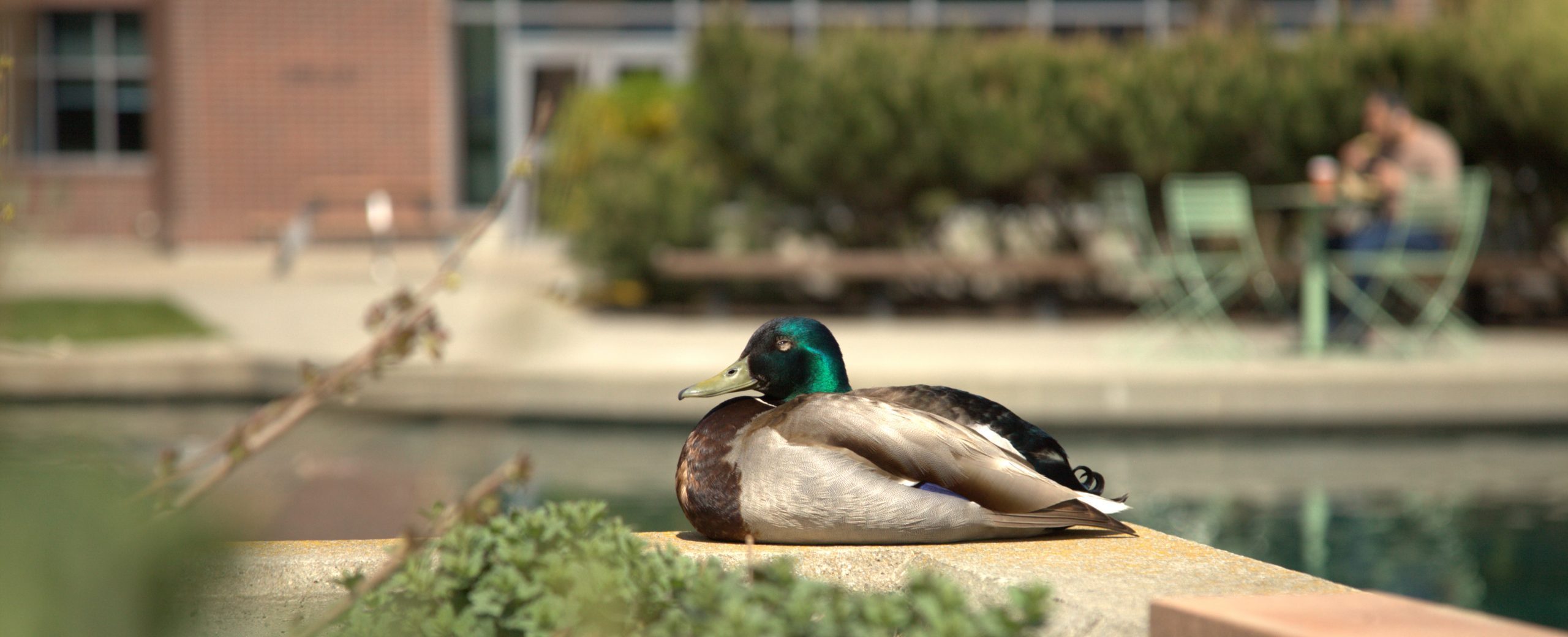 Mallard duck sitting at the ADM courtyard pond